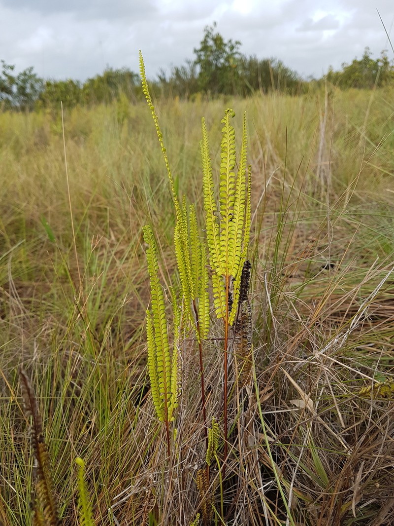 Smallstalk Necklace Fern photo 5