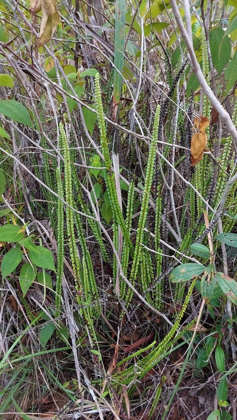Smallstalk Necklace Fern photo 6