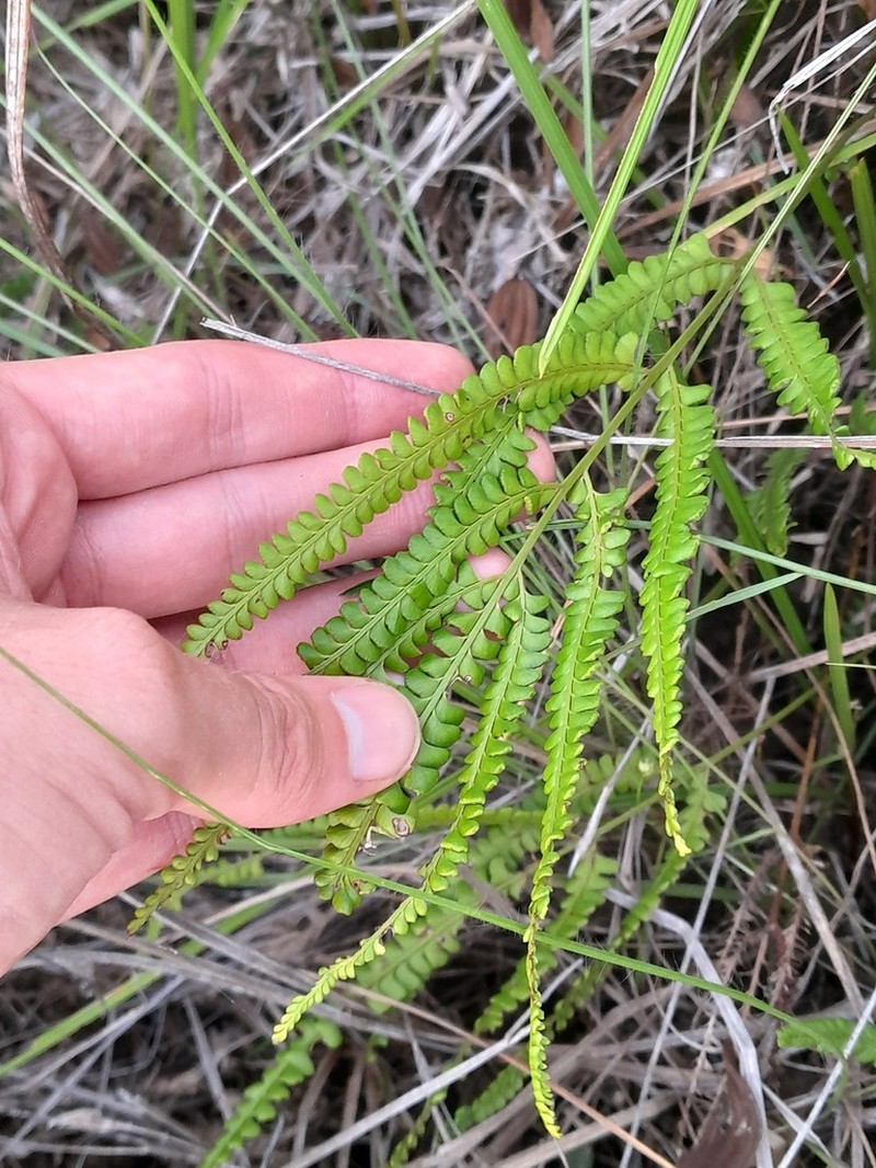 Smallstalk Necklace Fern photo 7