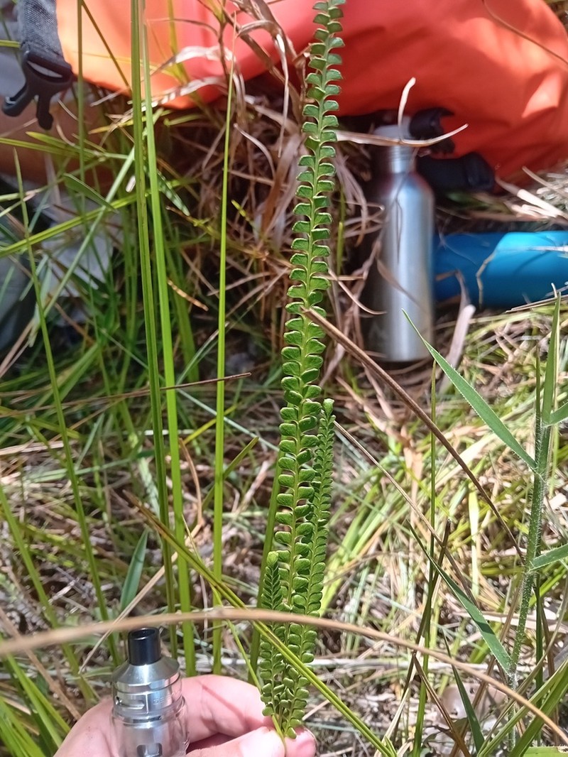 Smallstalk Necklace Fern photo 8