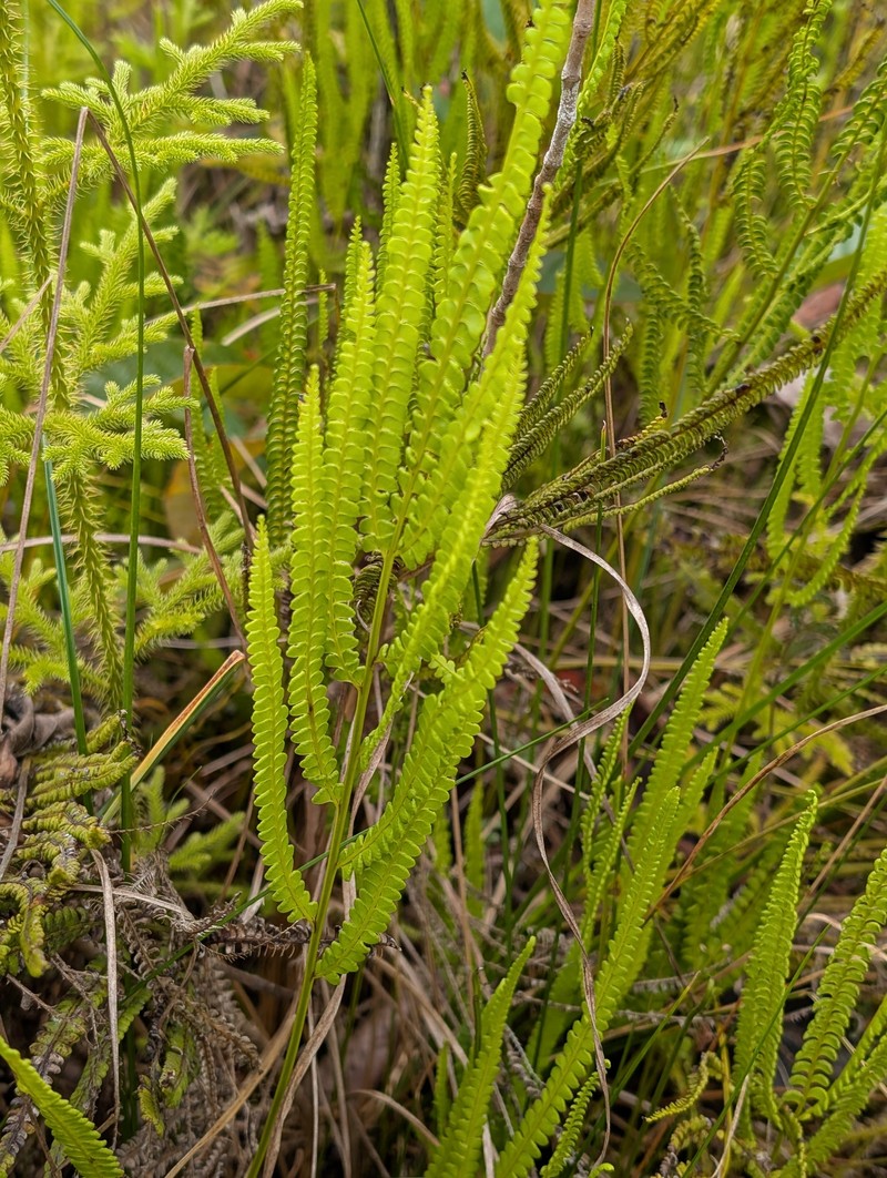 Lindsaea stricta var. parvula