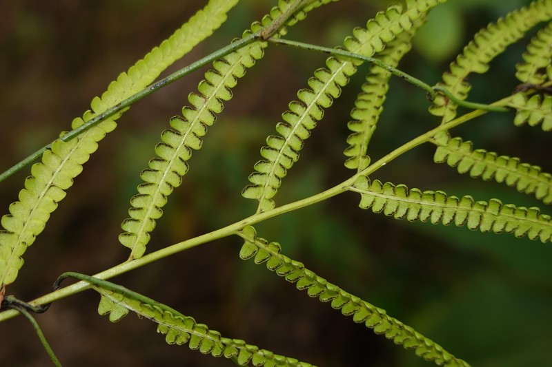 Lindsaea stricta var. parvula photo 2
