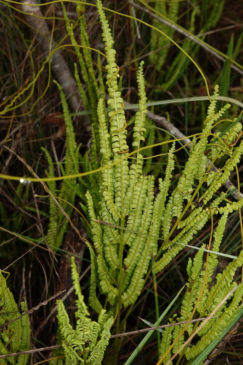 Lindsaea stricta var. parvula photo 3