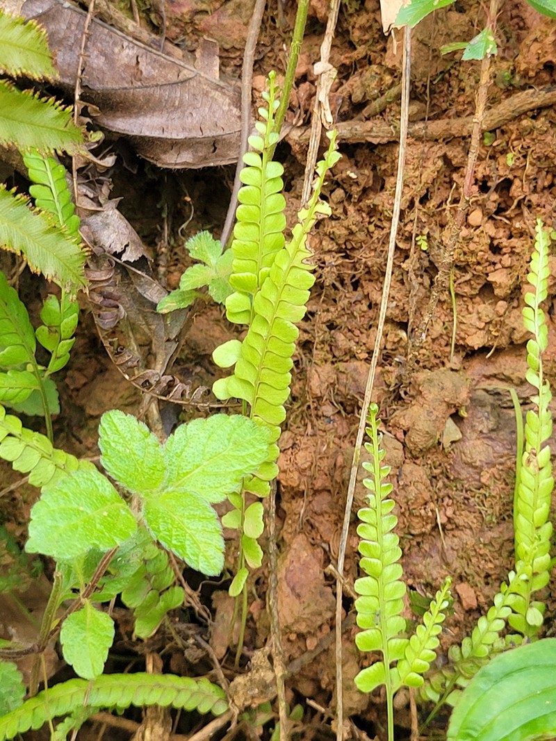 Lindsaea stricta var. parvula photo 4