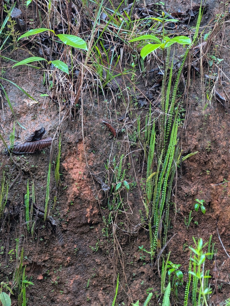 Lindsaea stricta var. stricta