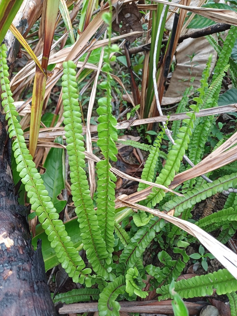 Lindsaea stricta var. stricta photo 2