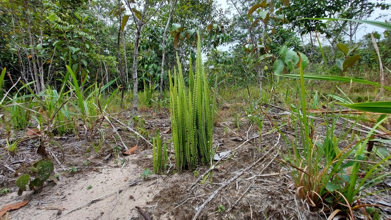 Lindsaea stricta var. stricta photo 3