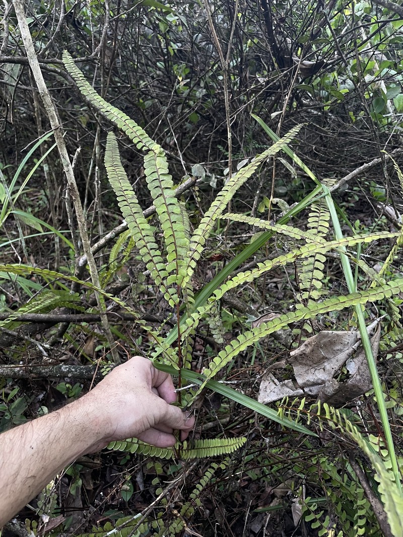Lindsaea stricta var. stricta photo 4