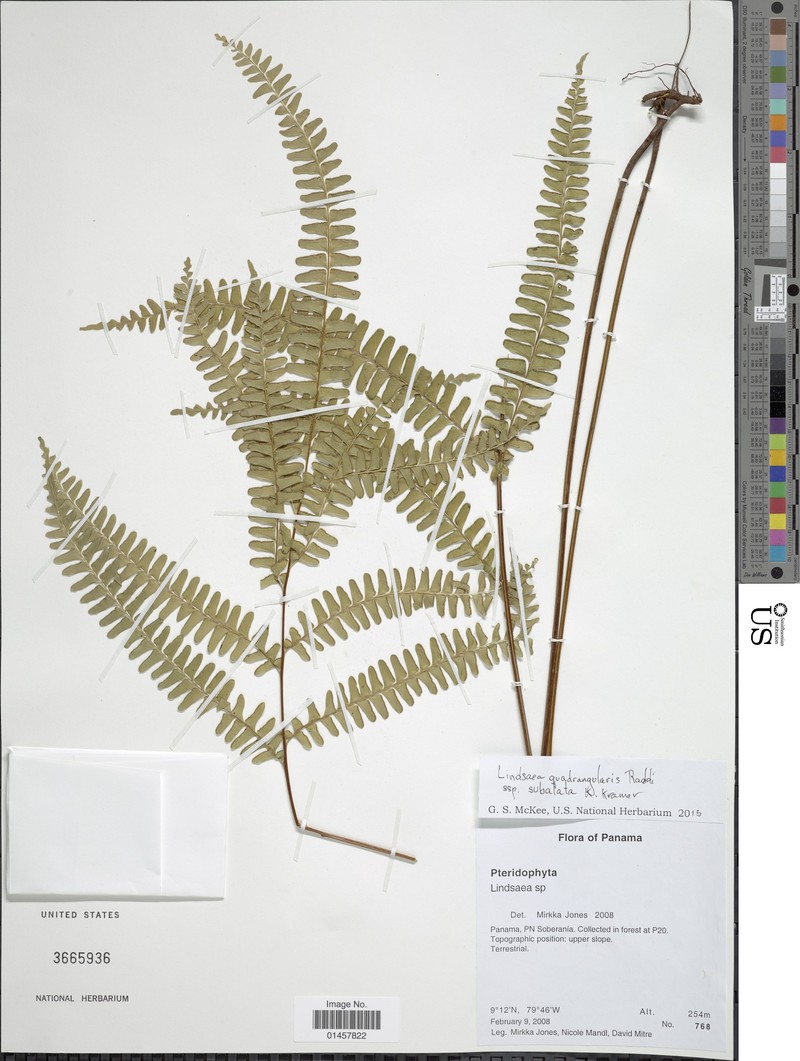 Lindsaea subalata