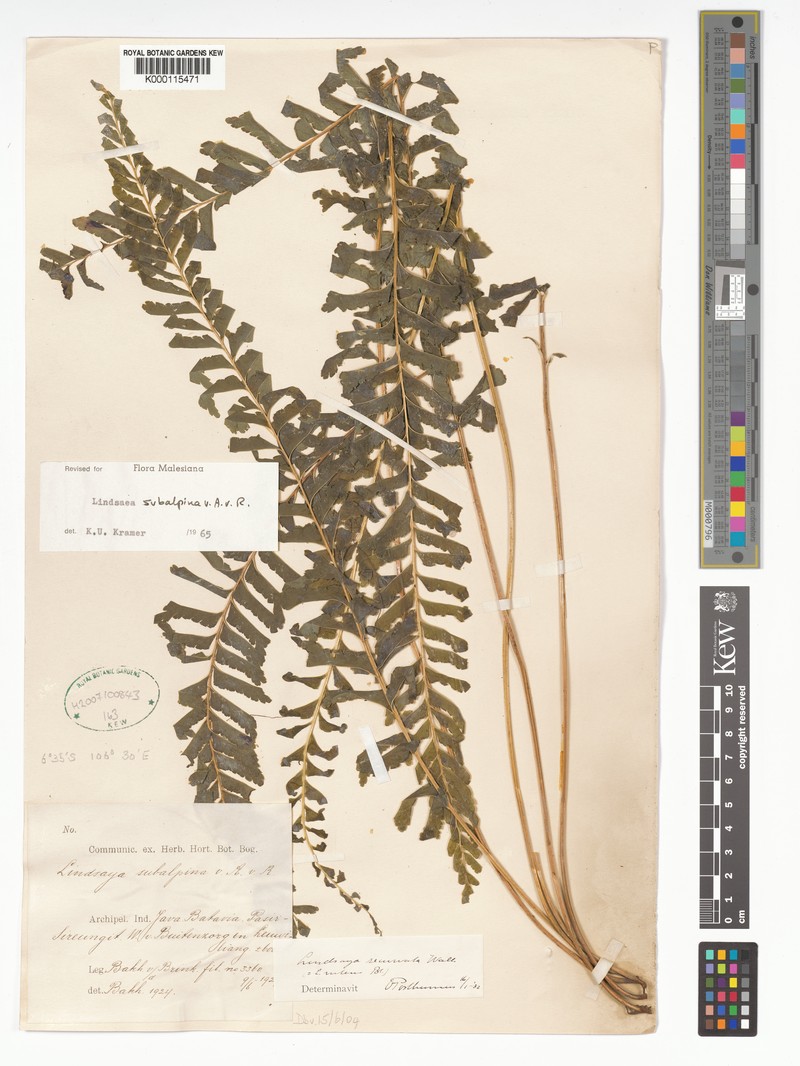 Lindsaea subalpina