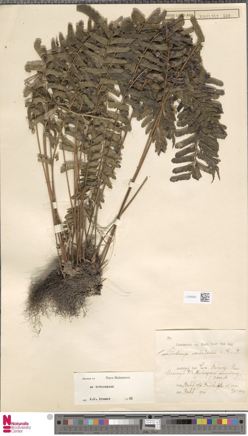 Lindsaea subalpina photo 2