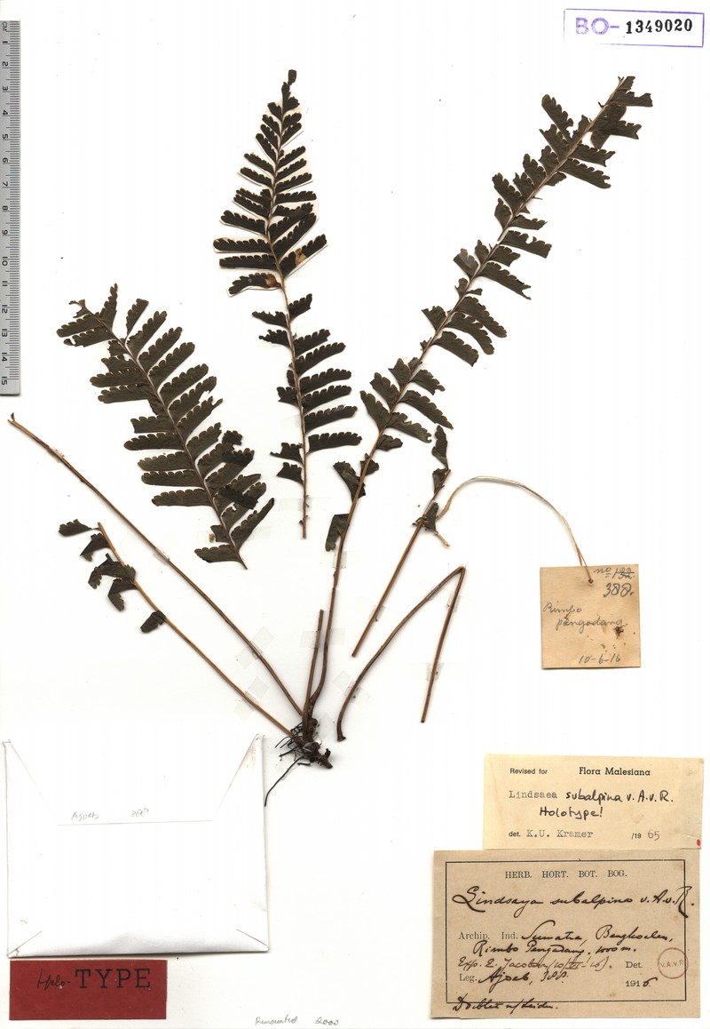 Lindsaea subalpina photo 3