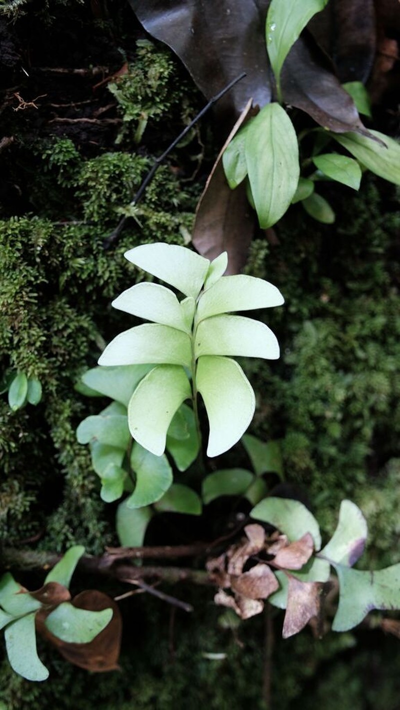 Lindsaea submontana