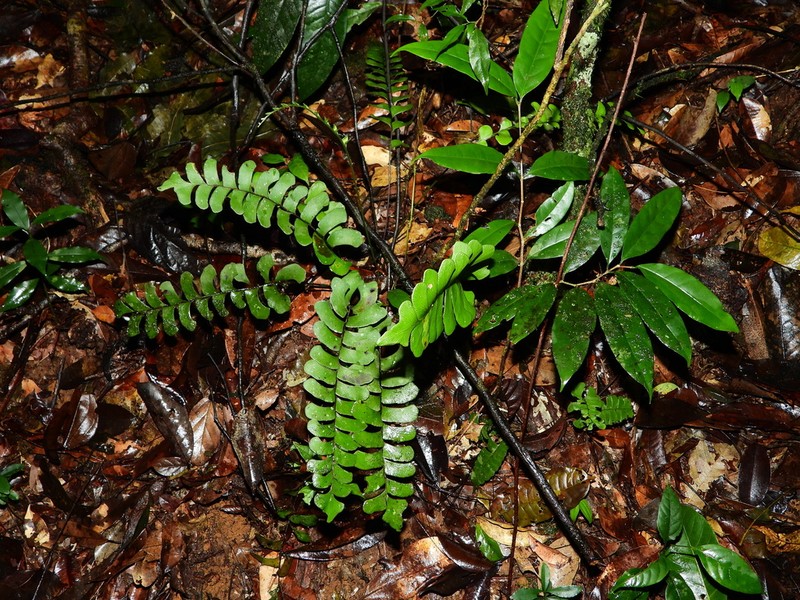 Lindsaea submontana photo 2