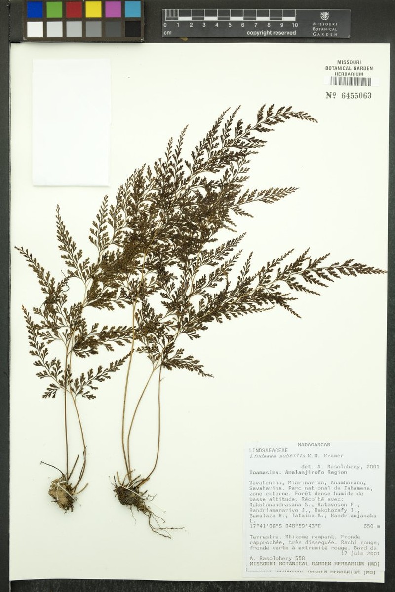 Lindsaea subtilis