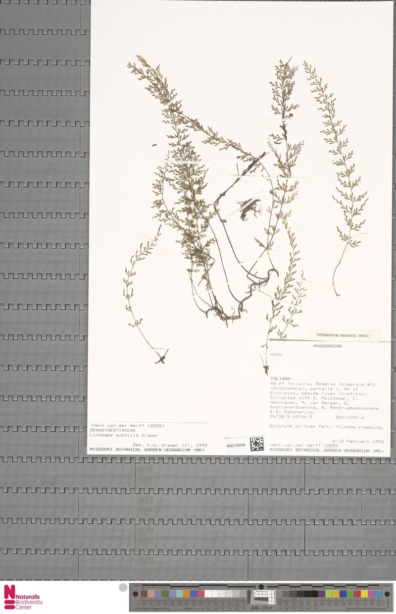 Lindsaea subtilis photo 2