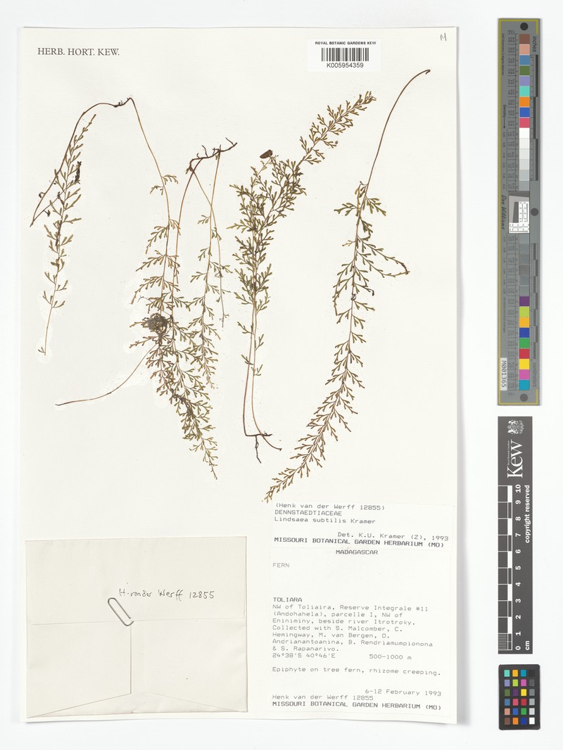Lindsaea subtilis photo 3
