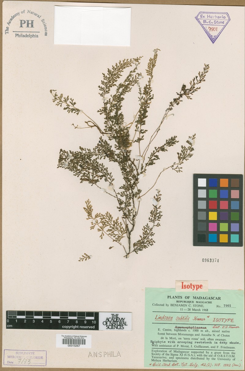 Lindsaea subtilis photo 4