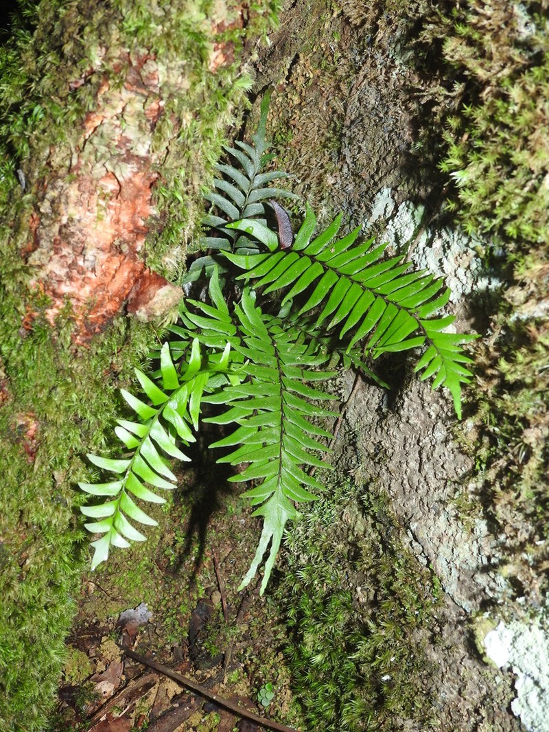 Lindsaea surinamensis