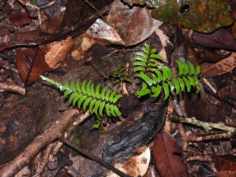 Lindsaea surinamensis photo 2