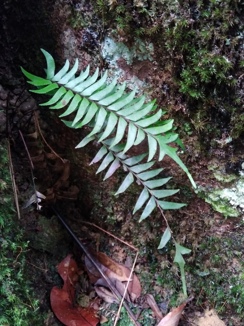 Lindsaea surinamensis photo 3