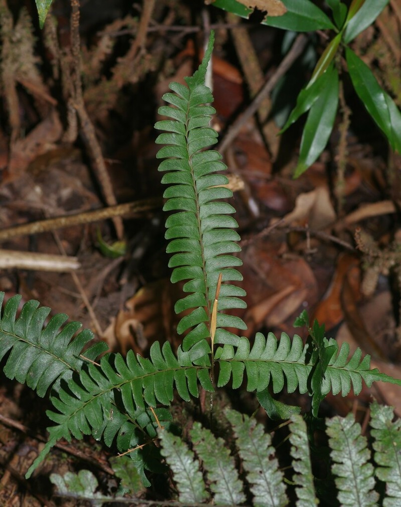 Lindsaea surinamensis photo 4