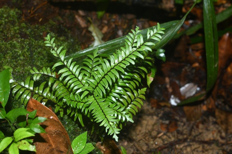 Lindsaea surinamensis photo 5