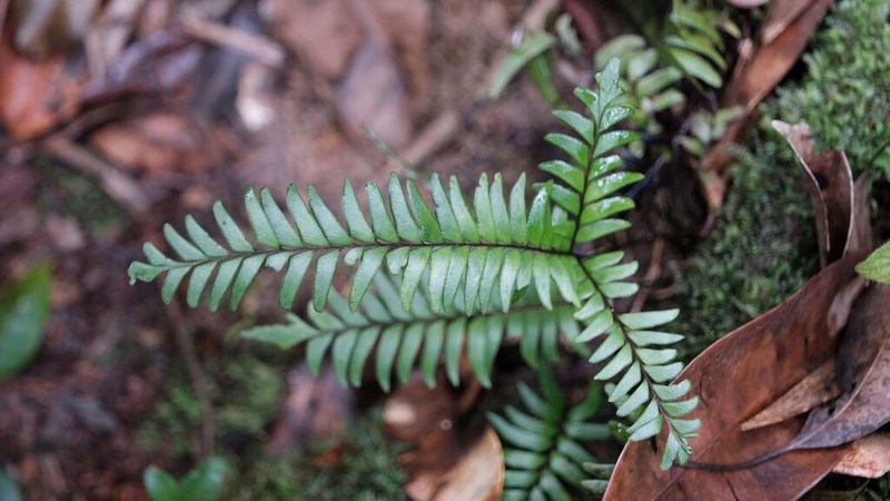 Lindsaea surinamensis photo 6