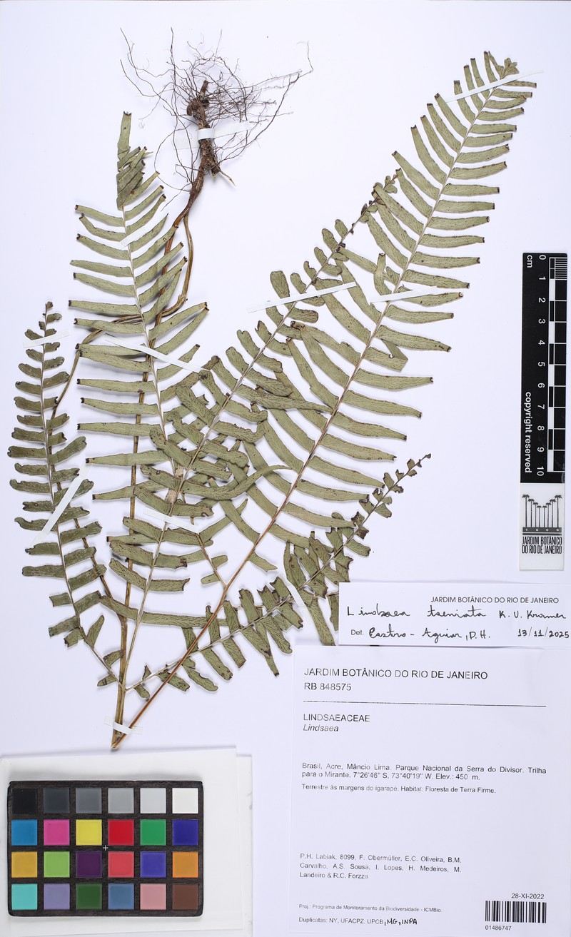 Lindsaea taeniata photo 2