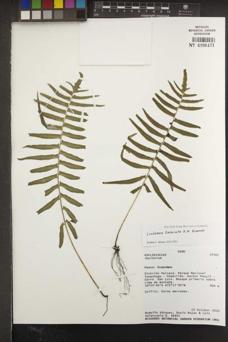 Lindsaea taeniata photo 3