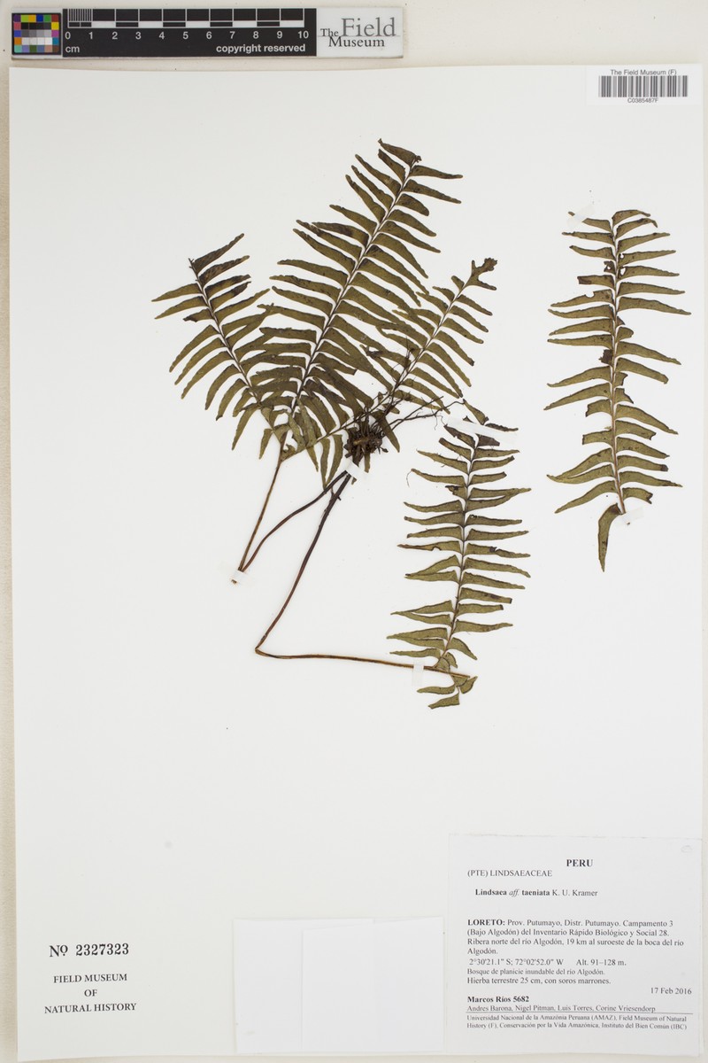 Lindsaea taeniata photo 4