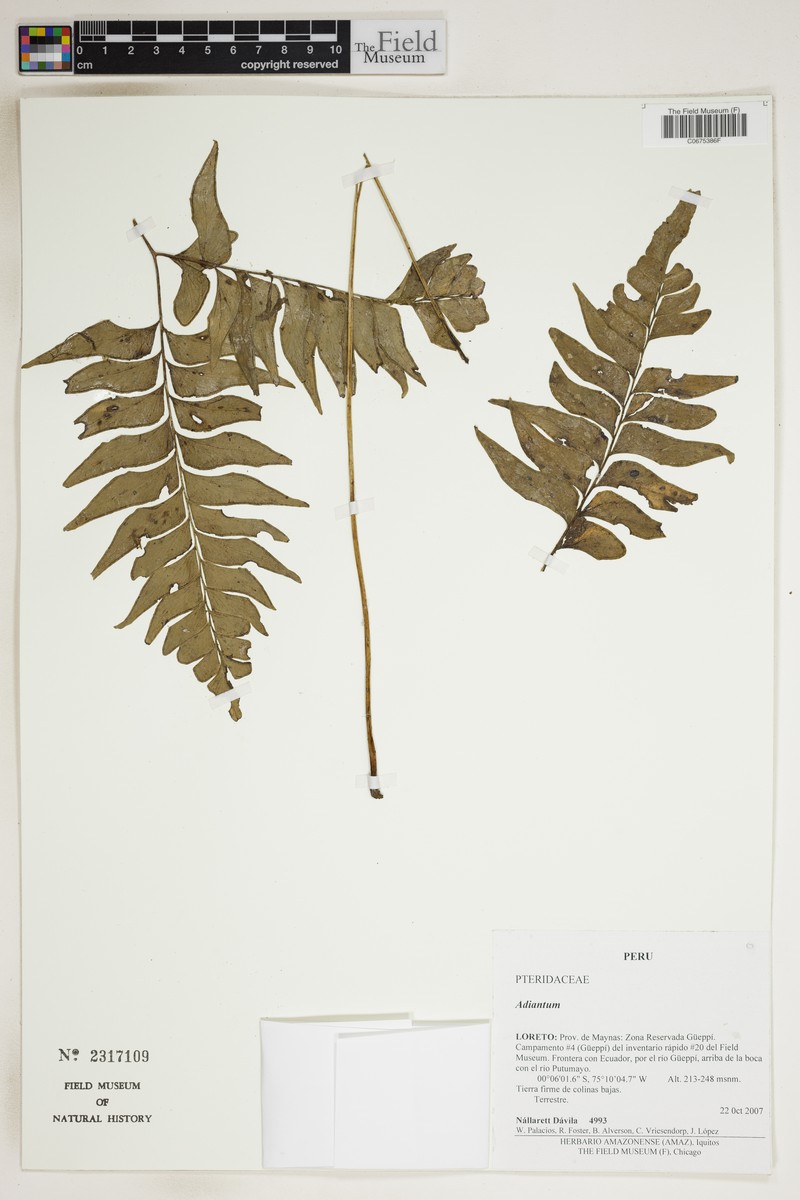 Lindsaea taeniata photo 5