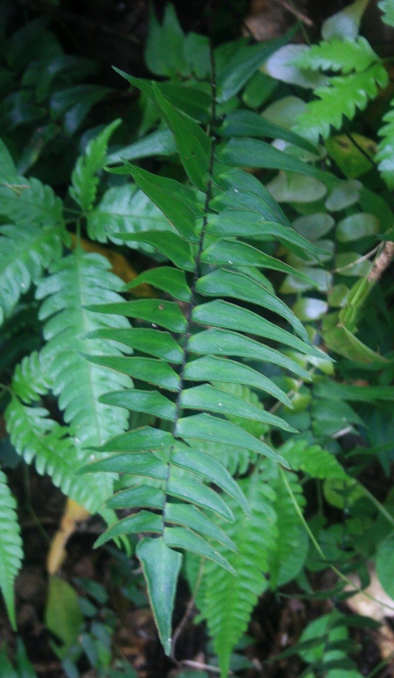 Lindsaea taeniata