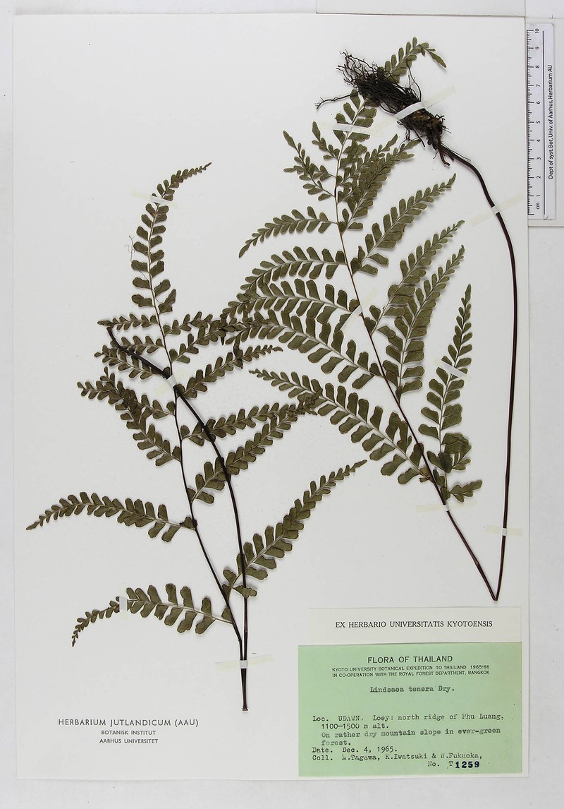 Lindsaea tenera photo 3