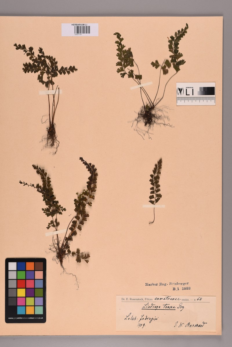 Lindsaea tenera photo 5
