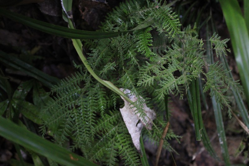 Lindsaea tenuifolia photo 2