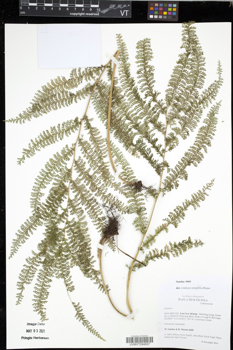 Lindsaea tenuifolia photo 3