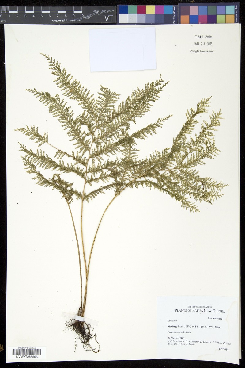 Lindsaea tenuifolia photo 4