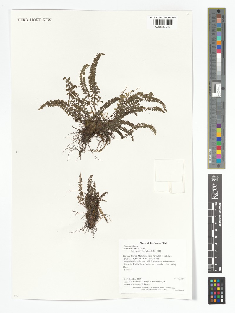 Lindsaea tenuis photo 2