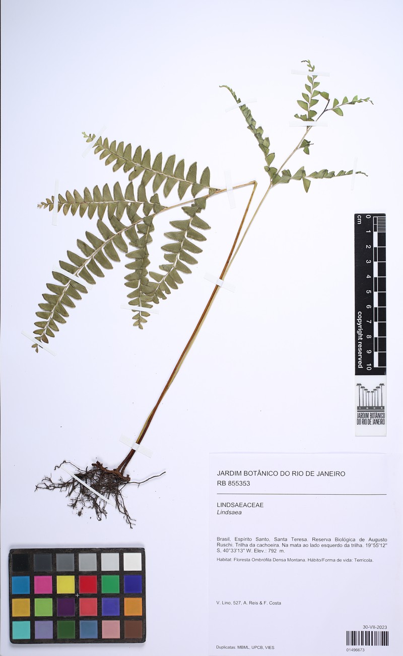 Lindsaea terminalis