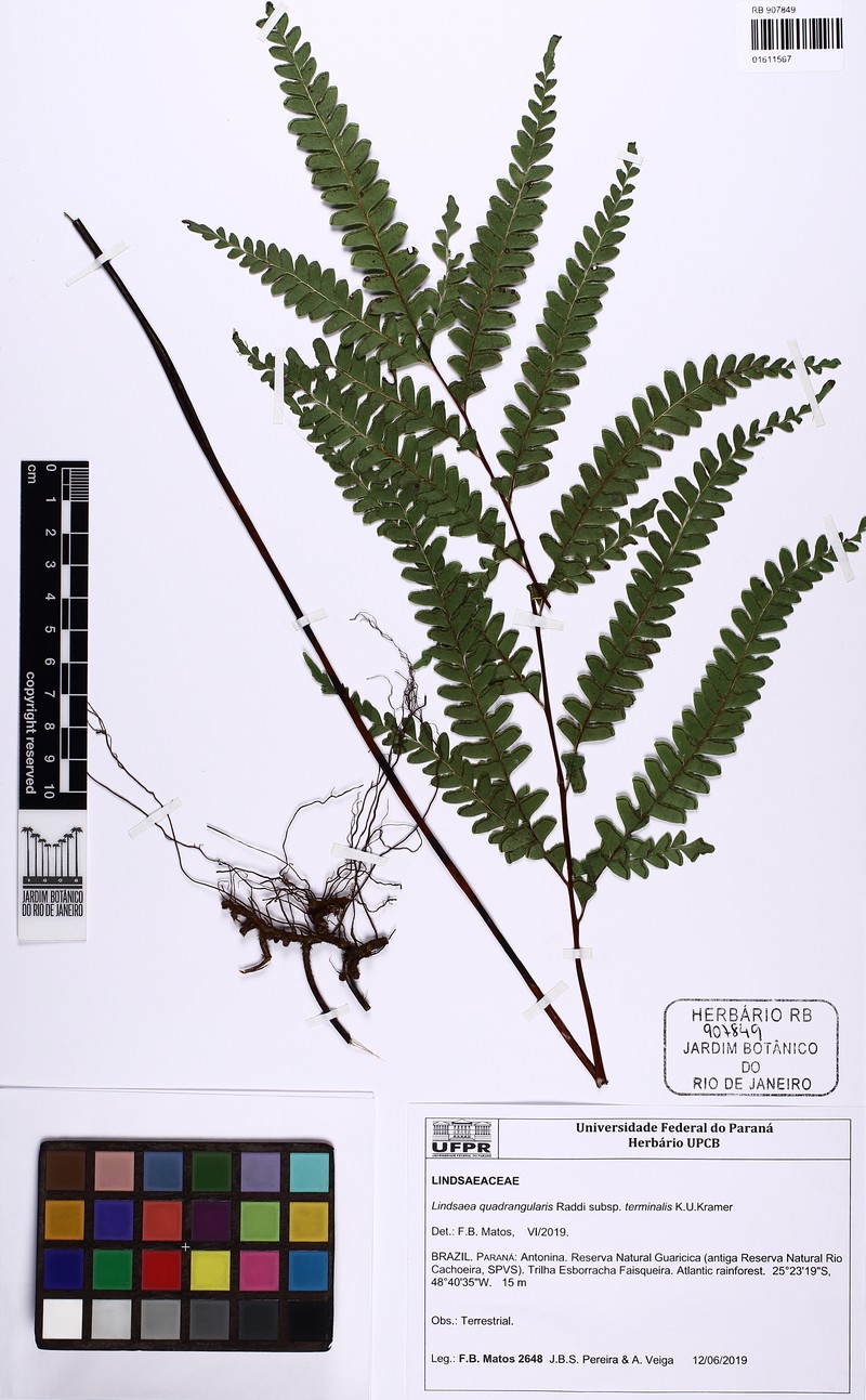 Lindsaea terminalis photo 2
