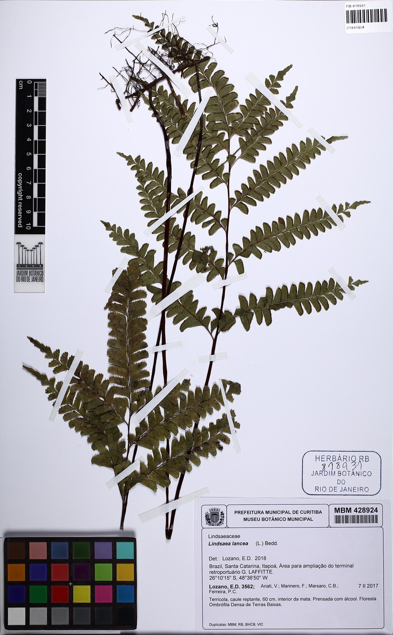 Lindsaea terminalis photo 3