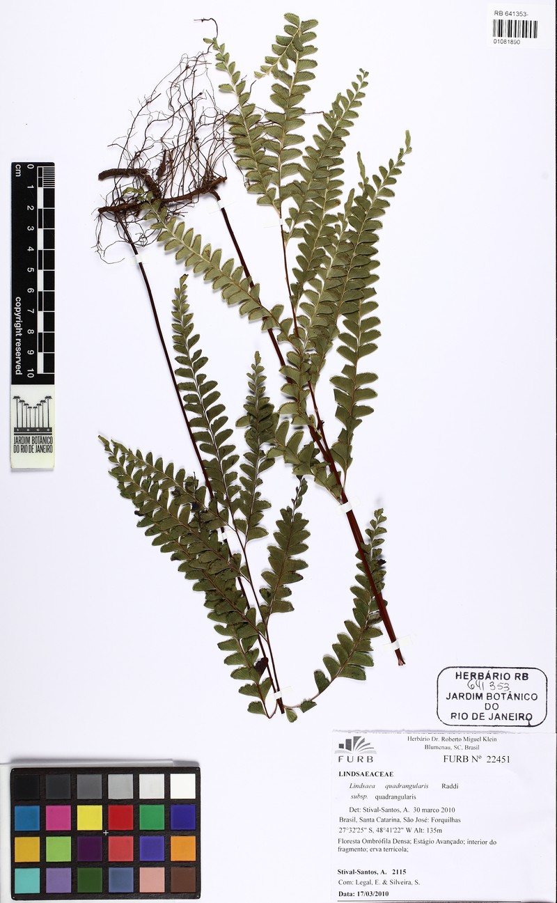 Lindsaea terminalis photo 4