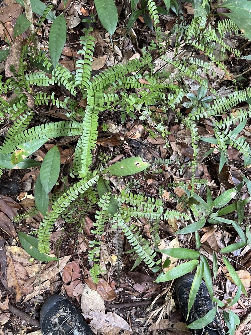 Lindsaea tetraptera