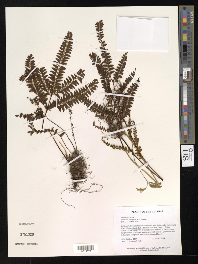 Lindsaea tetraptera photo 3