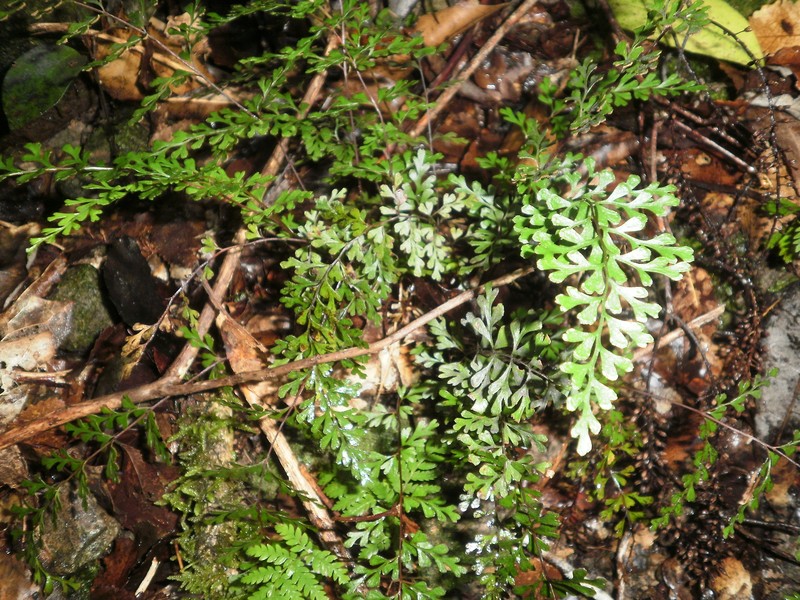 Lindsaea trichomanoides