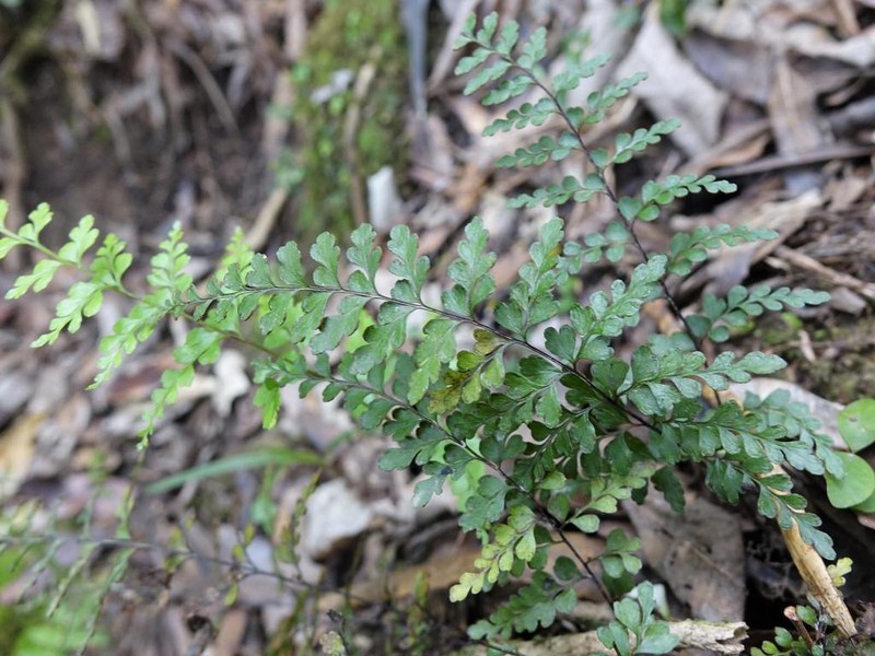 Lindsaea trichomanoides photo 2