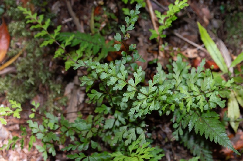Lindsaea trichomanoides photo 3