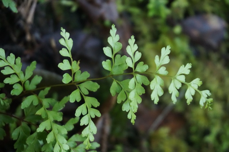 Lindsaea trichomanoides photo 4