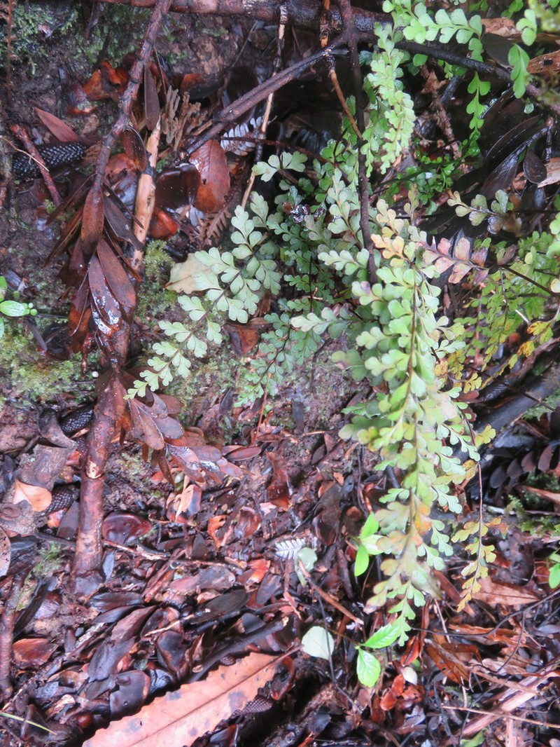 Lindsaea trichomanoides photo 5